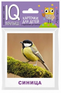 Птицы. Набор карточек для детей.